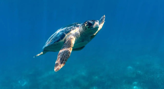 Turtle Inn, Reservar Hotel Seine Bight Village 