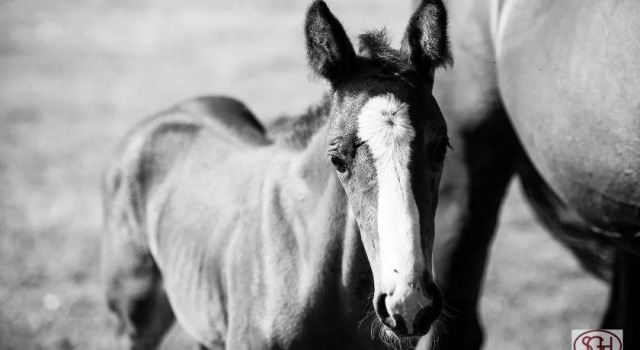 San Giacomo Horses & Agriturismo, Buchen Sie Hotel Arluno Lombardei