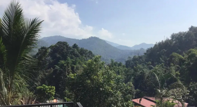 Forest Guesthouse