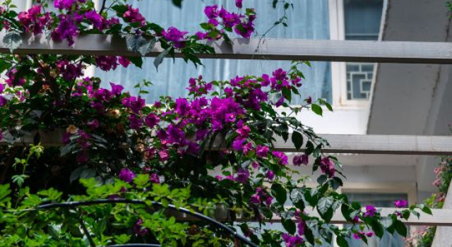 Dali Manglietia Soft Boutique Residence, Buchen Sie Boutique Boutique-Hotels in Yunnan, Boutique
