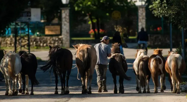 Номер Standard Agriturismo Maneggio Vallecupa