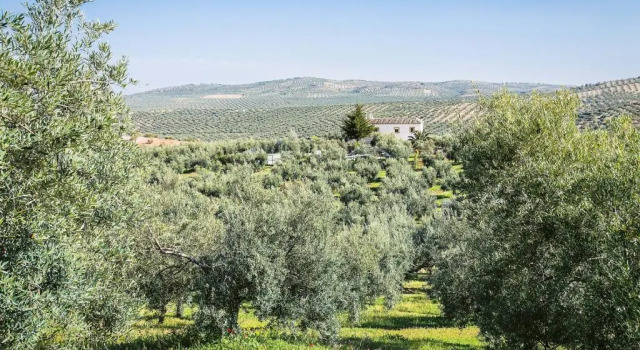 Апартаменты Agroturismo Ecologico el Cortijillo