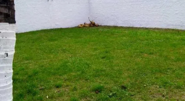 Коттедж Casa da Rose