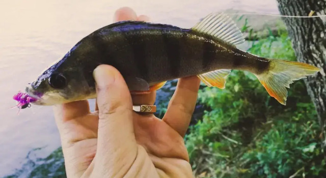 Номер Standard OMEO Clearlake oaks