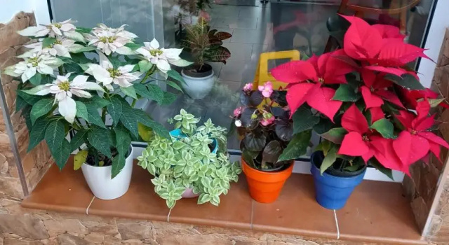 Номер Standard Hostal Delia