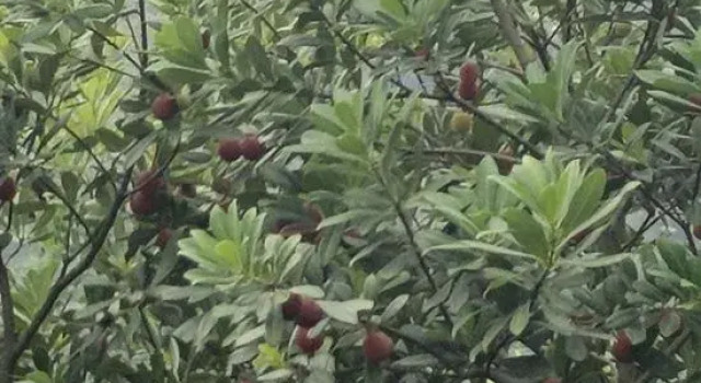 Wuxi Zen Tea Yipin Inn