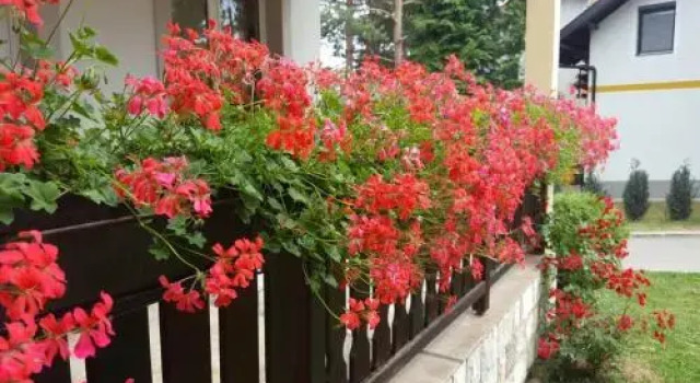Guest house Vila Žunić, Забронировать Гостевой дом Гостевые дома Златибор, Гостевой дом