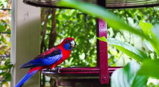 Семейный коттедж с 4 комнатами с балконом и с видом на горы Mt Glorious Getaways