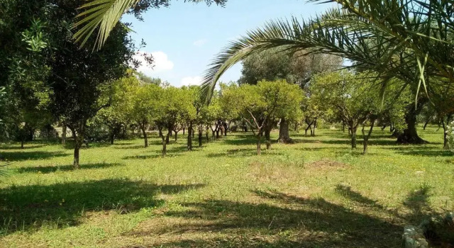 Номер Comfort Agriturismo Villa Coluccia