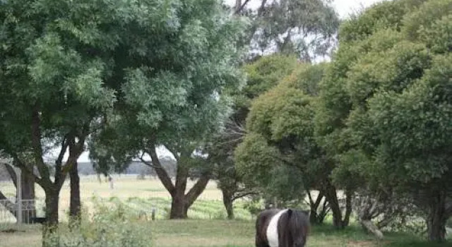 Romantic Vineyard, Prenota Hotel Talbot Goldfields