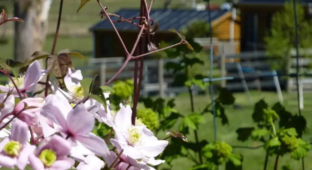 Коттедж c 1 комнатой Hazelcreek Cottages