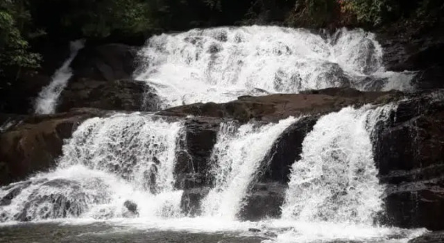 Rainforest River Edge