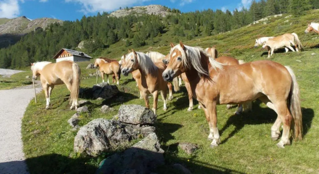Апартаменты Casa Streberi