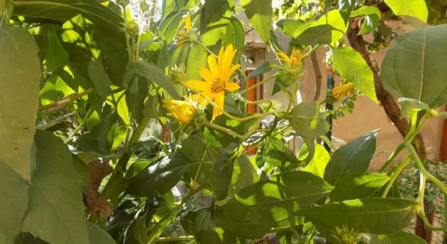 Коттедж Garden&House Amore Vero