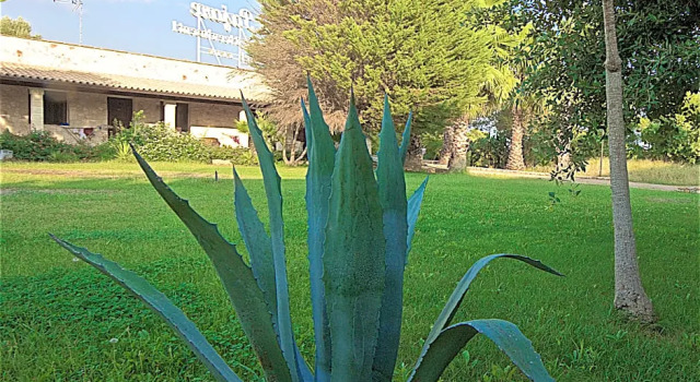 Четырёхместный номер Standard Hotel Masseria Le Pajare