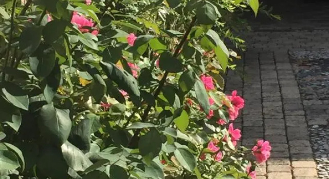Rose Garden Studio, Book Apartment Giverny 