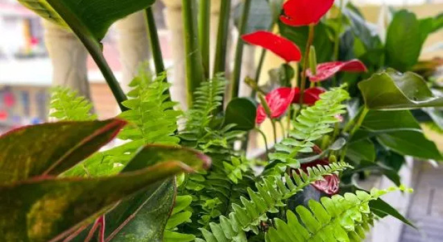 60 Thuoc Bac Homestay