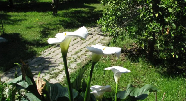 Номер Standard Yildiz Pension Bungalows
