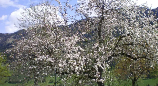 Apartmán Stubnerbauer