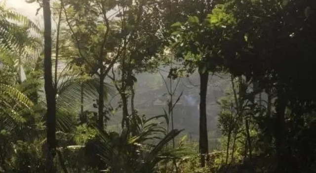 Verdant Vagamon