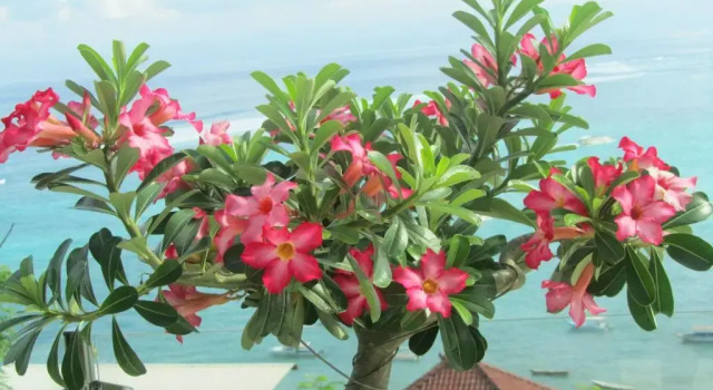 Вилла с 2 комнатами Lembongan Harmony Villas