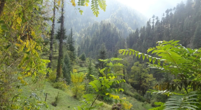 Natures Lap Resort Jibhi, Забронировать Курортный отель Джиби штат Химачал-Прадеш