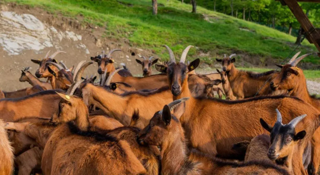 Студия Agriturismo Casa Passerini a Firenze