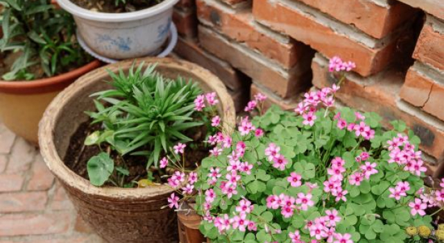Beijing Encounters Flower Sea and Mountain Song Homestay, Book Hotel Hoteller i Beijing Province med parkering, Parkering