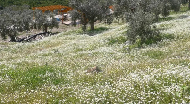Апартаменты Natureland Efes Pension