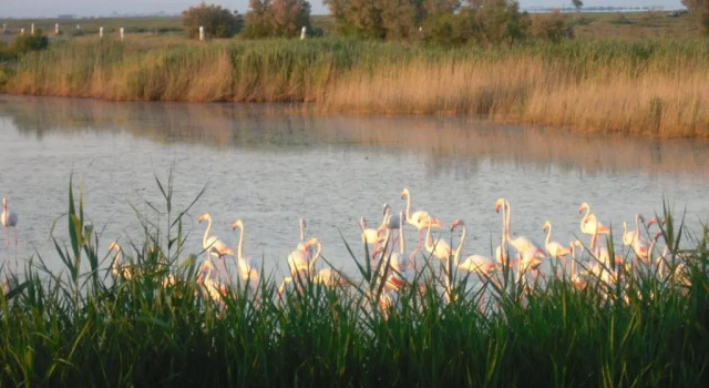 chambre les flamants, Забронировать Отель Отели Сент-Мари-де-ла-Мер с парковкой, рядом с Церковь Сент-Мари-де-ла-Мер, Парковка