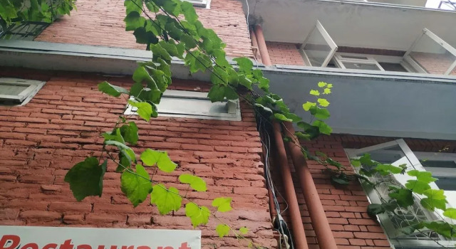 Beehive Hostel