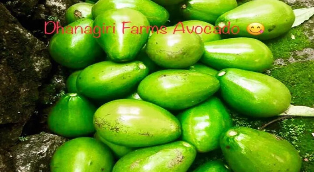 Бунгало Dhanagiri Homestay Wayanad