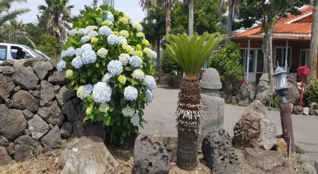 Seogwipo Sanbangsanae Pension, 预订 酒店 安德溪谷 西归浦市