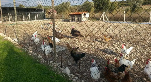 Özbek Çiftlikevi