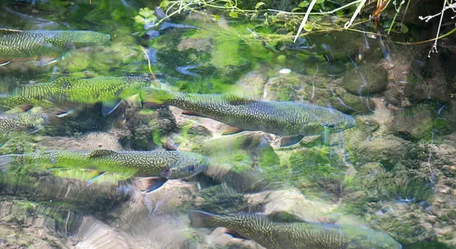 Апартаменты Comfort Apartment in a charming location on Forellenhof, Zorn Valley, Dabo