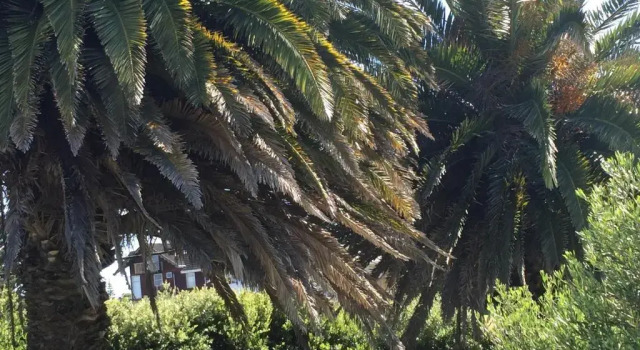 Коттедж Twin Palms