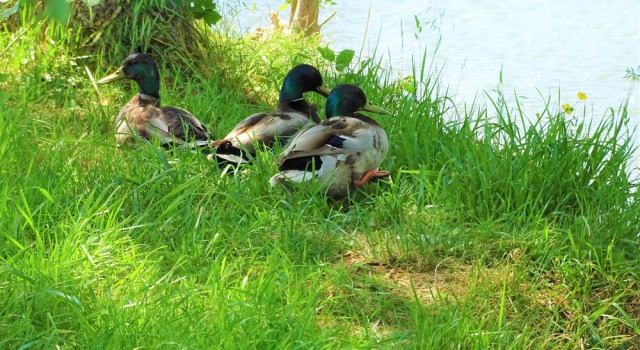 Camping La Sittelle, Rezerwuj Pole kempingowe Loue 