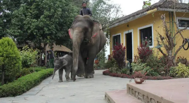 Hotel Sapana Village Lodge Chitwan