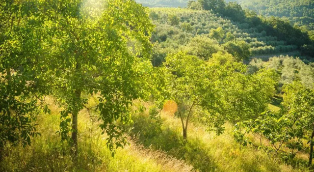 Апартаменты Podere Poggio Mendico