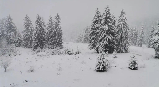 Апартаменты Forest Home 524