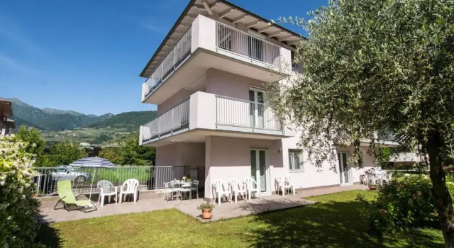 Geranio-Buganville-Viola