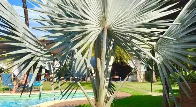 Бунгало Deluxe VILLA Palmeira Azul