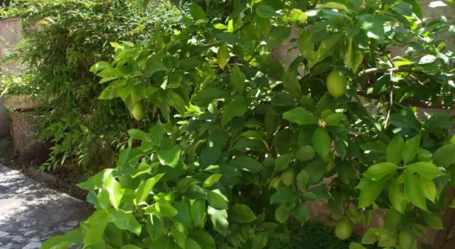 Апартаменты Al verde limone