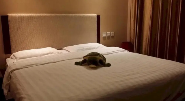 Shenyang Xiangyi Boutique Hotel, Rezervasyon Butik Otel Shenhe 