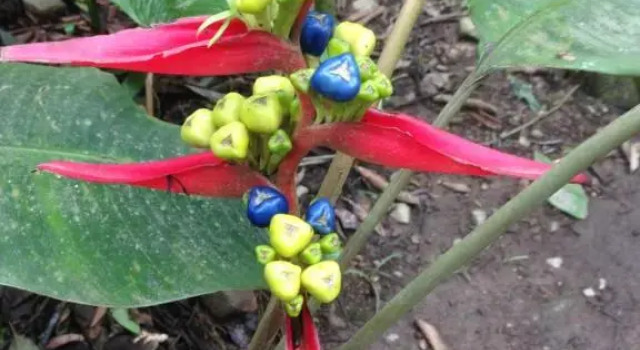 Номер Standard Cabañas Armonía y Jardín de Orquídeas