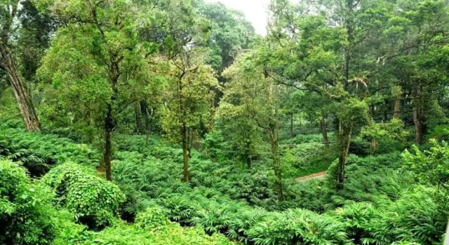 Номер Grand с балконом The Tall Trees Munnar