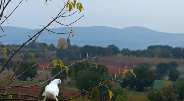 Poggio Neriolo, Réserver Hôtel Giano dell'Umbria 