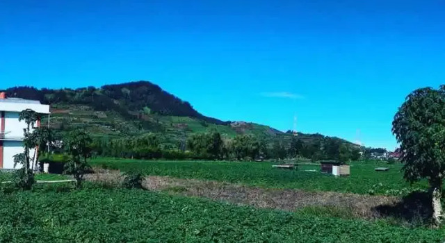 Homestay Flamingo Syariah, Rezervasyon Otel Dieng Kulon Central Java