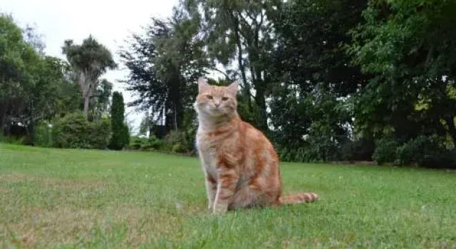 Brindabella B & B, Buchen Sie Hotel Levin Manawatu