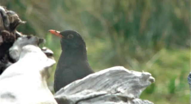 Коттедж Clifden Wildflower Cottage - Clifden Countryside Lettings